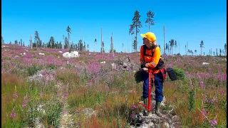 Tree planting Sweden/Sázení stromů Švédsko