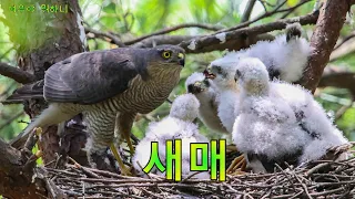 새매   Asiatic sparrowhawk,  Accipiter nisus