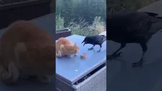 Raven feeds the dog #cat #funny #funnyanimals #dog #shorts