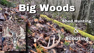 Big Woods Hill Country Scouting / Shed Hunting 2023 / Big Dead Head