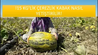 ÇEREZLİK KABAK YETİŞTİRİCİLİĞİ