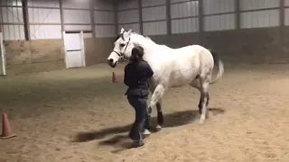 Arabian Horse Showmanship Practice