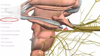 Cranial Nerves Basics - 3D Anatomy Tutorial