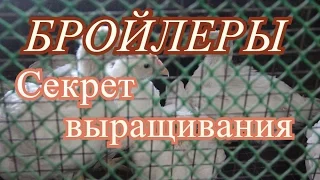 Бройлеры. Выращивание бройлеров без падежа.