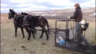 The Mule Teamster: Feeding Cows