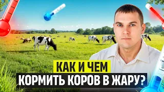 Правильные настройки рациона для облегчения теплового стресса у коров!