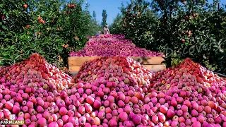 American Farmers Produce Millions Of Tons Of Apple this way | Apple Harvest and Process