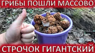 💥СТРОЧКИ ГИГАНТСКИЕ ПОШЛИ МАССОВО В ПОДМОСКОВЬЕ 29 АПРЕЛЯ 2020.🍄#Грибы#Строчки