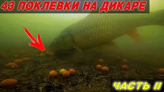 ДА СКОЛЬКО ТУТ РЫБЫ?! НЕЗАБЫВАЕМАЯ ЛОВЛЯ КАРПА. Такого клева еще никогда не было! Часть II