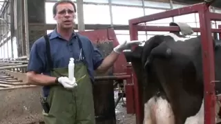 Taking the Rectal Temperature of a Dairy Cow