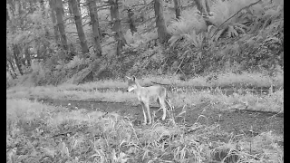 Young Coyote Triggers of Our Trail Camera