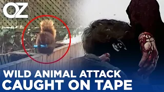 Wild Animal Attack Caught On Tape