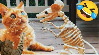 Funniest Cats and Dogs Video 😺 Comedy Animals videos 2024😜🥰#dogday #catjanice