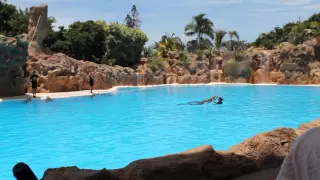 Loro Parque 2013 шоу дельфинов 2 часть