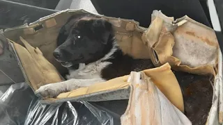 He was rescued after a week of crying and waiting with his body full of maggots