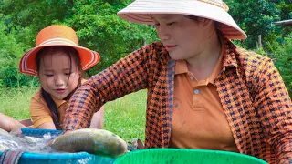 Harvesting banana garden goes to the market sell,  Discharge the pond to catch fish to feed