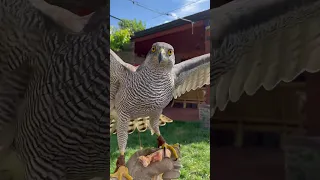 Northern Goshawk Training #falconry #northerngoshawk #hawk #hawking #hunting #birds #goshawkhunting