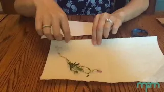 Make a Plant Press