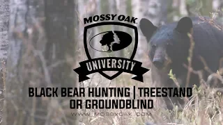 Black Bear Hunting | Treestand or Ground Blind