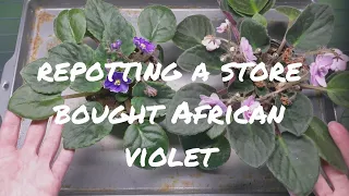 Repotting a store bought African violet