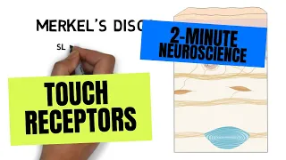 2-Minute Neuroscience: Touch Receptors