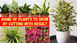 Grow 12+ Indoor plant by cutting with results | 12+ कटिंग से लगने वाले पौधों के नाम