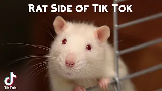 Rat Side of Tik Tok