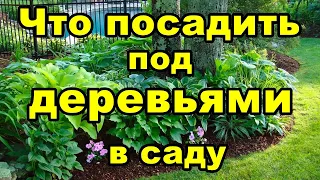 Что посадить под деревьями в саду | Какие цветы любят тень