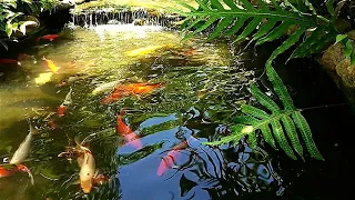 Soothing relaxation. (relaxing koi fish swimming with water sound and music)
