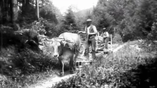 Waldbahn im Sihlwald, ein Film aus dem Jahre 1913