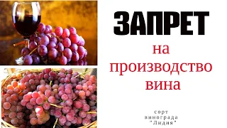 СОРТ ВИНОГРАДА "ЛИДИЯ". Запрет на производство вина.Беларусь.Обзор винограда Лидия