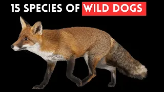 15 Species of Wild Dogs