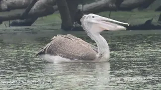 Pelican eating fish