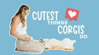 Ridiculously Cute Things Corgis Do Video Compilation