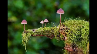 The Enchanting Life of Forest Fungi (5 Minutes)