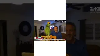 Поющий Попугай Тико 🦜. Singing Parrot Tiko