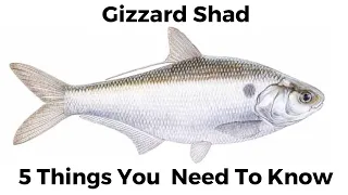 5 Things You Need To Know About Gizzard Shad