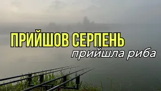 Прийшов серпень - прийшла риба. Карасі та коропи не дають спати! Риболовля в Україні 2023
