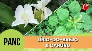 Caruru e Lírio-do-brejo | Conhecendo as PANC | VP Nutrição Funcional