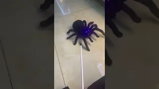 Giant, remote control tarantula ￼