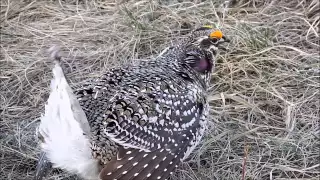 Sharp-Tailed Grouse 2015