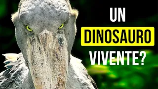 6 Animali Preistorici Che Sono Ancora Tra Noi