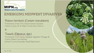 Poison hemlock & Teasel: Emerging Midwest Invasives