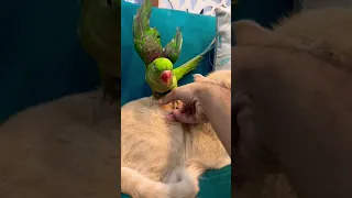 Cat😻and parrot🦜cute❤️friendship#animals#cute #friends#reels #music #trending #shorts #cat #parrot