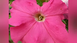 PETUNIA |maroon&white| pink Petunia|red Petunia#shorts