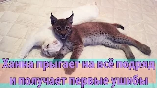 Котёнок рыси научился запрыгивать куда угодно