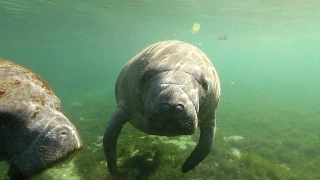 Natural Springs Offer a Unique Encounter With Manatees | Short Film Showcase
