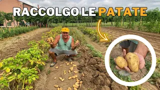 How to COLLECT POTATOES in the VEGETABLE GARDEN!