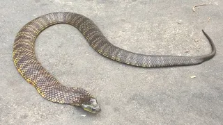 Australia’s Deadliest Snakes!