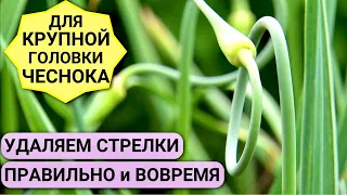 ЧЕСНОК будет КРУПНЫЙ! Когда и как правильно обрывать СТРЕЛКИ ЧЕСНОКА?